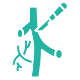 Vascular Surgery
