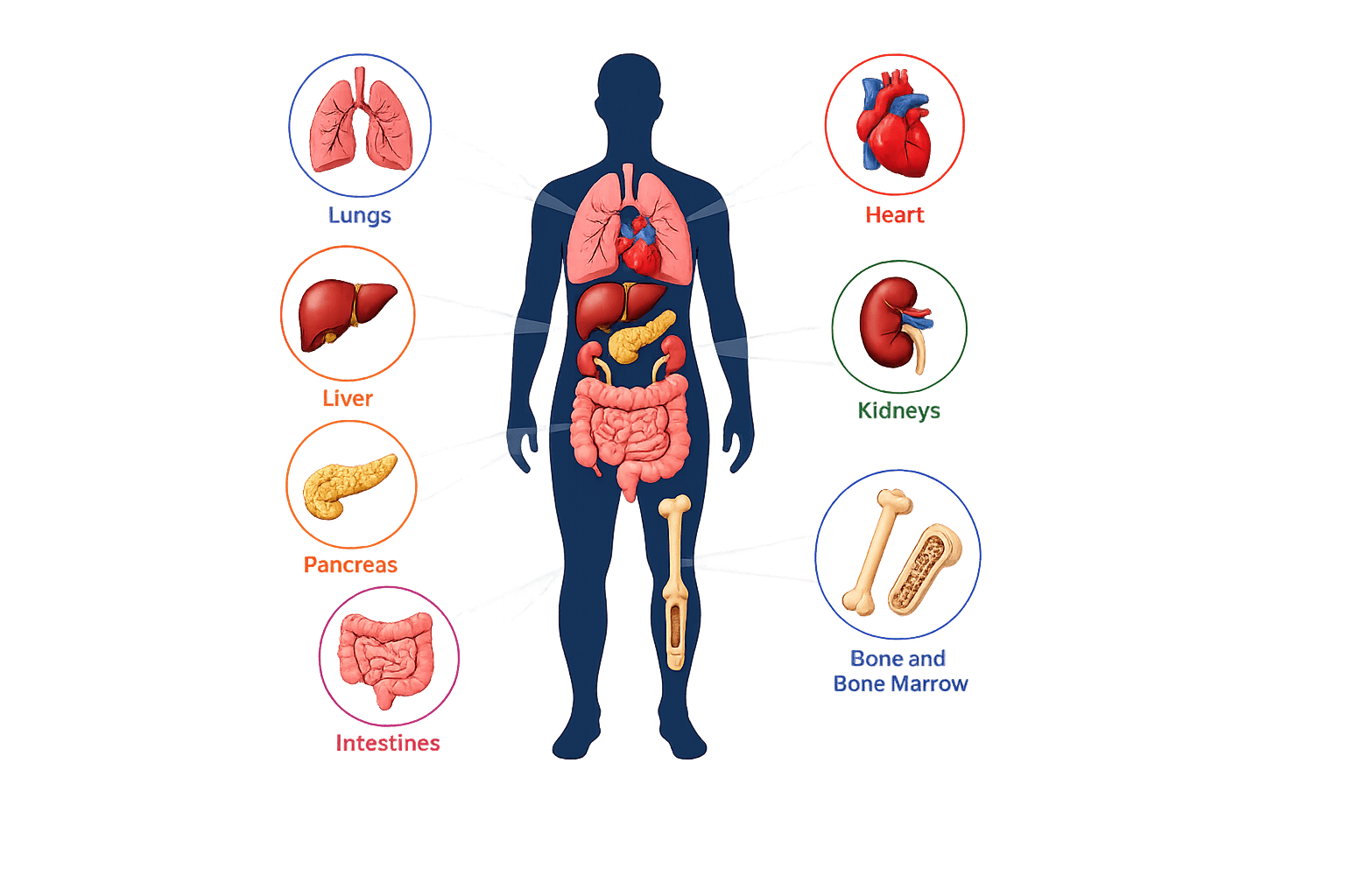 Infographic showing organs that can be transplanted including heart, lungs, liver, kidneys, pancreas, intestines, and bone marrow.